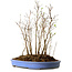 Stewartia monadelpha, 38 cm, ± 12 jaar oud