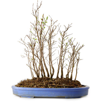 Stewartia monadelpha, 35 cm, ± 12 años de edad