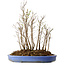 Stewartia monadelpha, 35 cm, ± 12 jaar oud