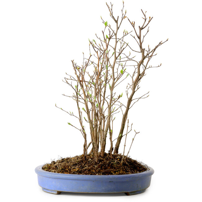 Stewartia monadelpha, 38 cm, ± 12 anni