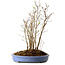 Stewartia monadelpha, 38 cm, ± 12 jaar oud