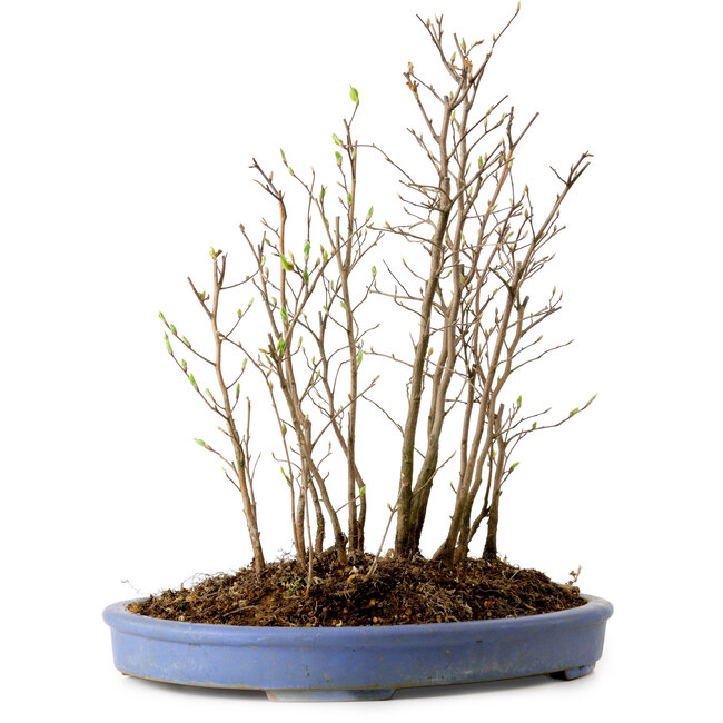 Stewartia monadelpha, 38 cm, ± 12 jaar oud