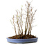 Stewartia monadelpha, 38 cm, ± 12 años de edad
