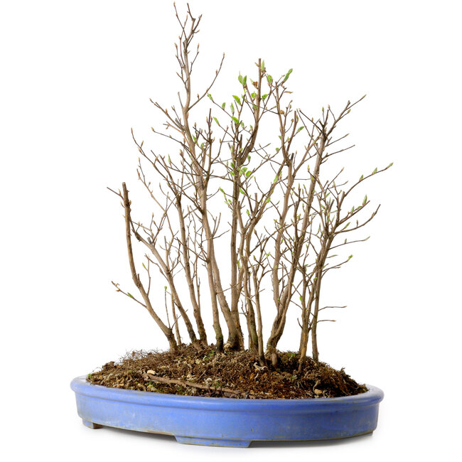 Stewartia monadelpha, 35 cm, ± 12 años de edad