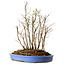 Stewartia monadelpha, 35 cm, ± 12 años de edad