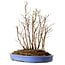 Stewartia monadelpha, 35 cm, ± 12 years old