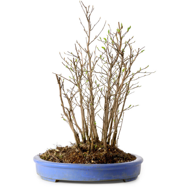 Stewartia monadelpha, 35 cm, ± 12 años de edad