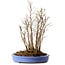 Stewartia monadelpha, 35 cm, ± 12 years old