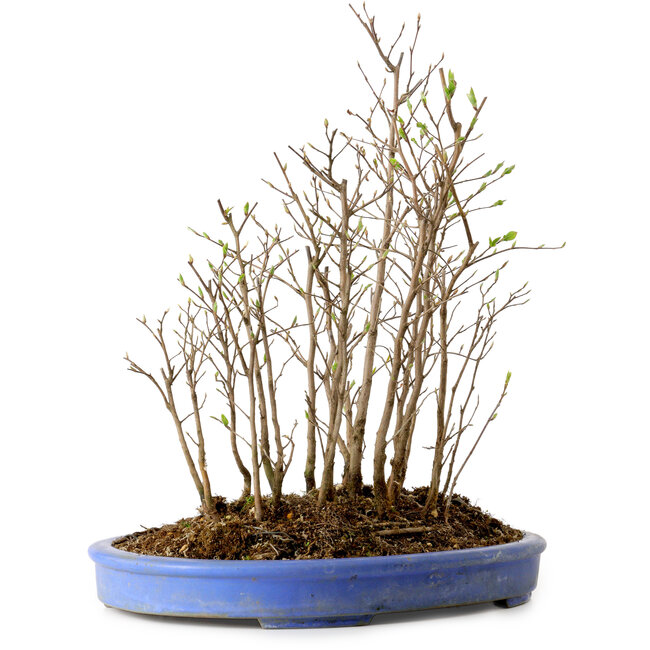 Stewartia monadelpha, 35 cm, ± 12 ans