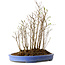 Stewartia monadelpha, 35 cm, ± 12 jaar oud