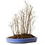 Stewartia monadelpha, 35 cm, ± 12 years old
