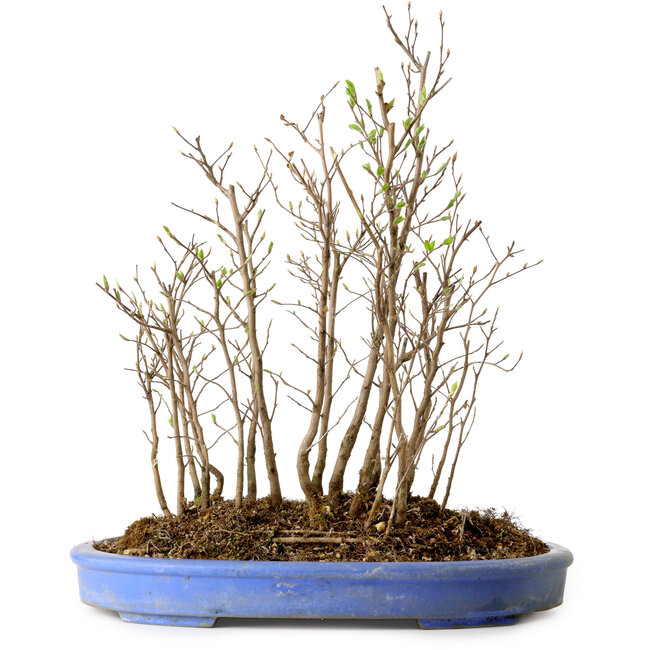 Stewartia monadelpha, 35 cm, ± 12 anni