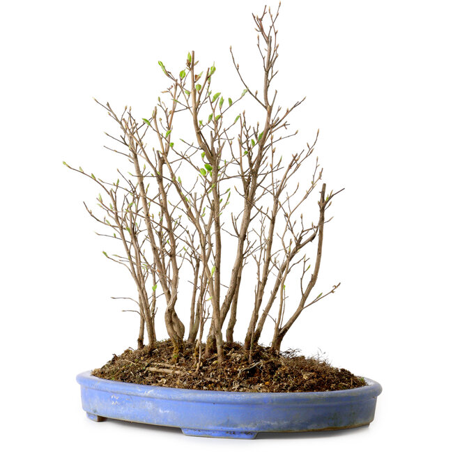 Stewartia monadelpha, 35 cm, ± 12 jaar oud