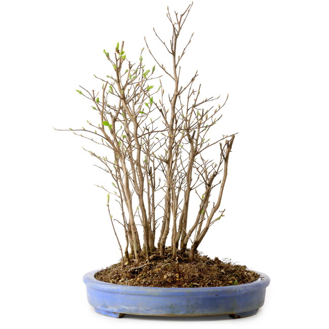 Stewartia monadelpha, 35 cm, ± 12 anni