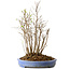 Stewartia monadelpha, 35 cm, ± 12 años de edad