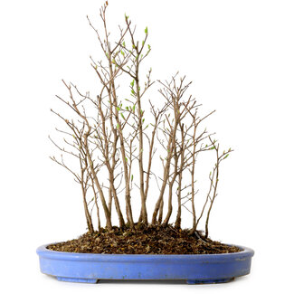 Stewartia monadelpha, 38 cm, ± 12 jaar oud