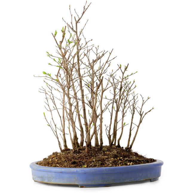 Stewartia monadelpha, 35 cm, ± 12 años de edad