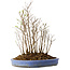 Stewartia monadelpha, 35 cm, ± 12 jaar oud