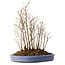 Stewartia monadelpha, 35 cm, ± 12 years old