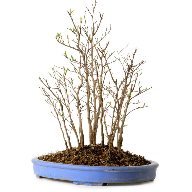 Stewartia monadelpha, 38 cm, ± 12 años de edad