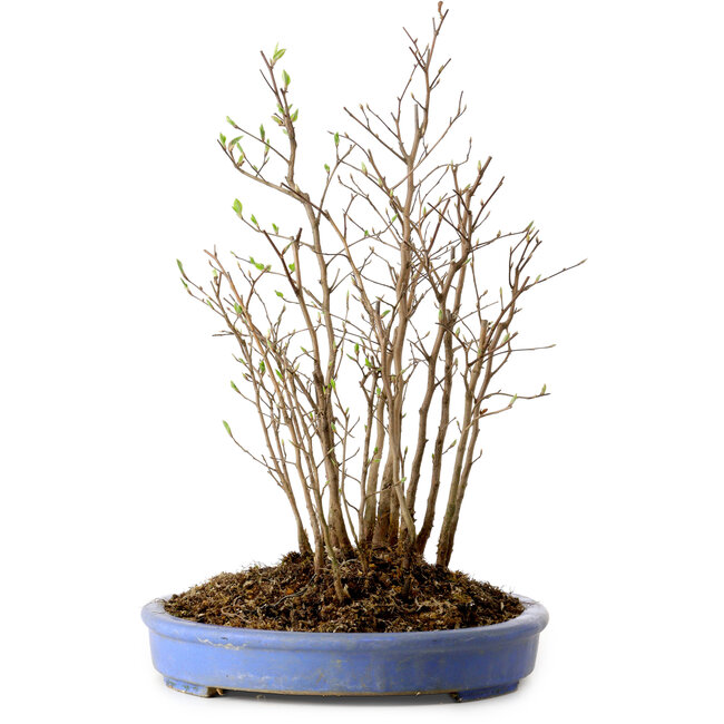 Stewartia monadelpha, 38 cm, ± 12 jaar oud