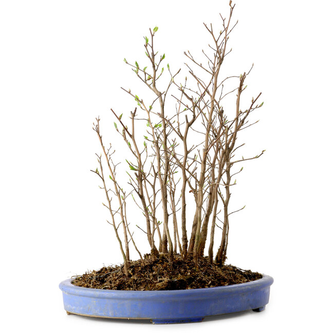 Stewartia monadelpha, 38 cm, ± 12 jaar oud