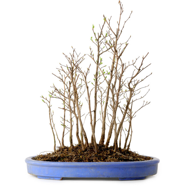 Stewartia monadelpha, 38 cm, ± 12 años de edad