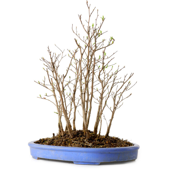 Stewartia monadelpha, 38 cm, ± 12 años de edad