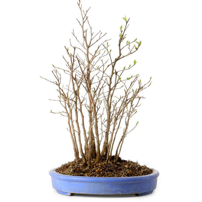 Stewartia monadelpha, 38 cm, ± 12 jaar oud