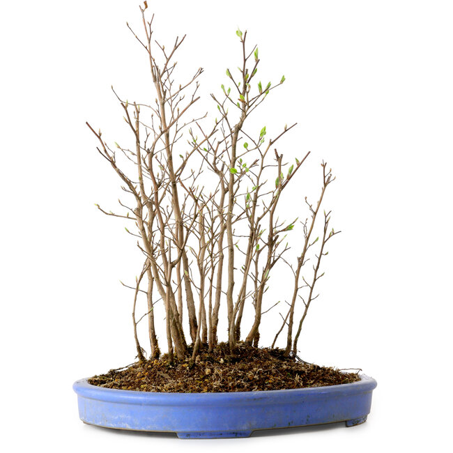 Stewartia monadelpha, 38 cm, ± 12 years old