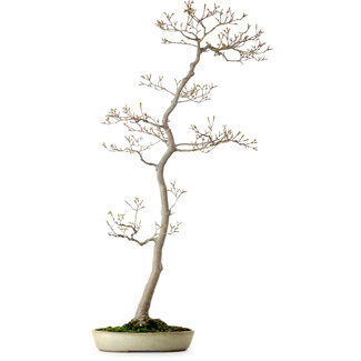 Acer palmatum, 80 cm, ± 25 Jahre alt