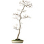 Acer palmatum, 80 cm, ca. 25 Jahre alt, mit einem Wurzelhals von 10 cm