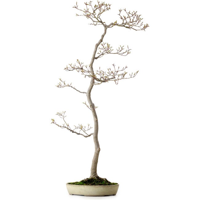 Acer palmatum, 80 cm, ± 25 ans, avec un nebari de 10 cm