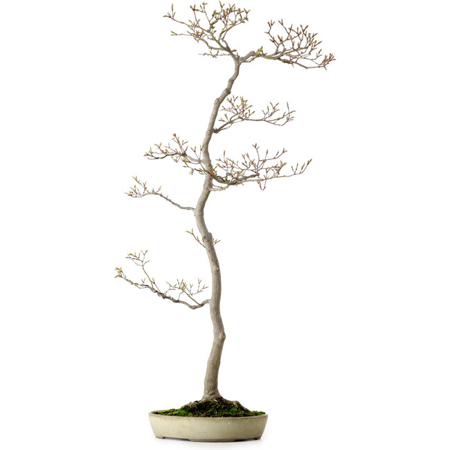 Acer palmatum, 80 cm, ± 25 jaar oud, met een nebari van 10 cm