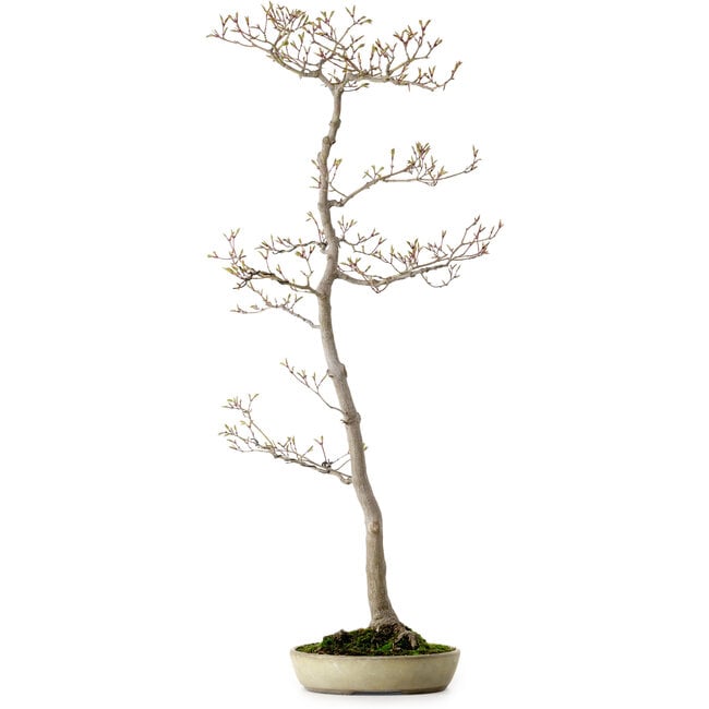 Acer palmatum, 80 cm, ± 25 anni, con nebari di 10 cm
