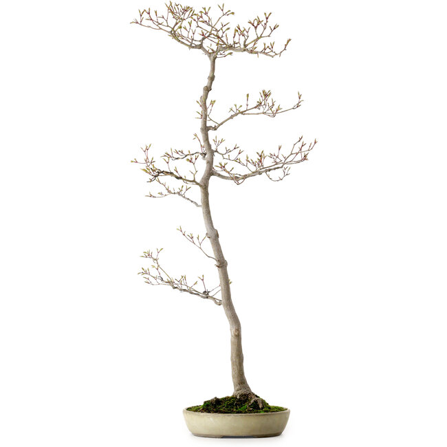 Acer palmatum, 80 cm, ± 25 years old, with a nebari of 10 cm