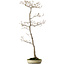 Acer palmatum, 80 cm, ca. 25 Jahre alt, mit einem Wurzelhals von 10 cm