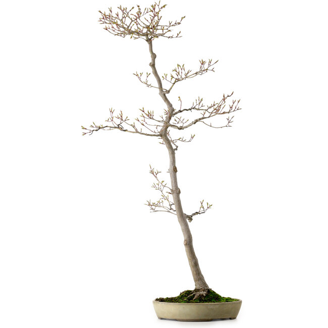 Acer palmatum, 80 cm, ± 25 years old, with a nebari of 10 cm