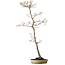 Acer palmatum, 80 cm, ca. 25 Jahre alt, mit einem Wurzelhals von 10 cm
