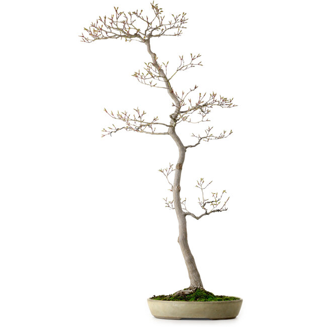 Acer palmatum, 80 cm, ± 25 years old, with a nebari of 10 cm