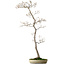 Acer palmatum, 80 cm, ca. 25 Jahre alt, mit einem Wurzelhals von 10 cm