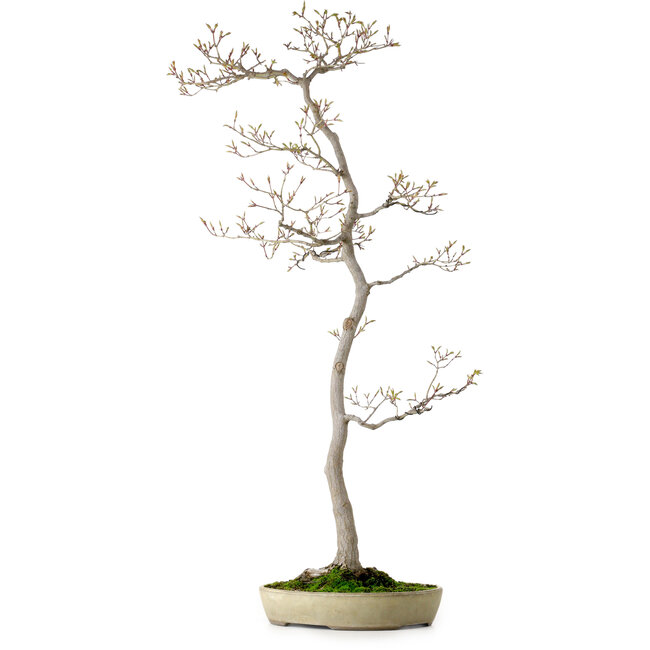 Acer palmatum, 80 cm, ± 25 jaar oud, met een nebari van 10 cm