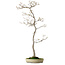 Acer palmatum, 80 cm, ca. 25 Jahre alt, mit einem Wurzelhals von 10 cm