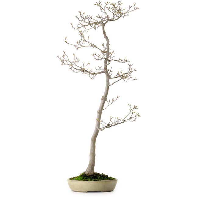 Acer palmatum, 80 cm, ± 25 years old, with a nebari of 10 cm