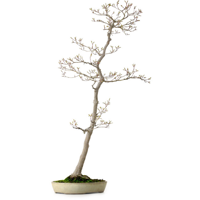 Acer palmatum, 80 cm, ± 25 years old, with a nebari of 10 cm