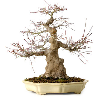 Yamafusa Acer palmatum, 41 cm, ± 30 años de edad