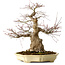 Acer palmatum, 41 cm, ca. 30 Jahre alt, in einem handgefertigten japanischen Topf von Yamafusa, mit einem Nebari von 18 cm