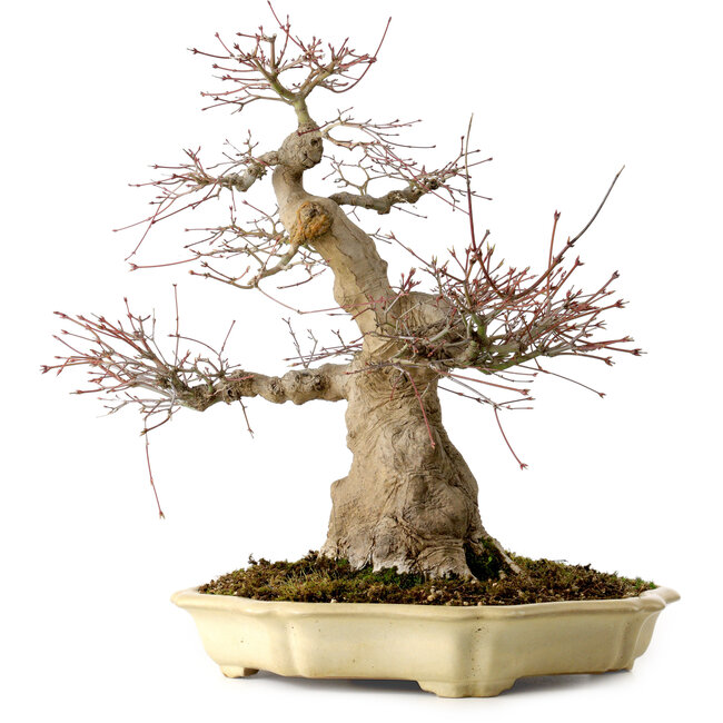 Acer palmatum, 41 cm, ± 30 jaar oud, in een handgemaakte Japanse pot van Yamafusa, met een nebari van 18 cm.
