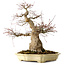 Acer palmatum, 41 cm, ± 30 años, en una maceta japonesa hecha a mano por Yamafusa, con un nebari de 18 cm.
