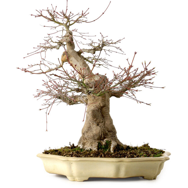 Acer palmatum, 41 cm, ± 30 años, en una maceta japonesa hecha a mano por Yamafusa, con un nebari de 18 cm.